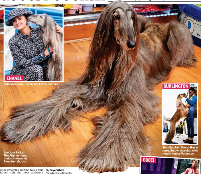  ??  ?? Luscious locks: The Afghan hound makes thousands from her shoots