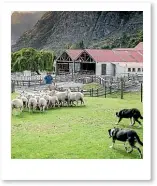  ?? REAL JOURNEYS ?? Watch sheep-herding and shearing at Walter Peak.