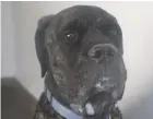  ??  ?? My name is Thor. I am a handsome cane corso aged six. I need a quiet home where I will be loved in abundance.