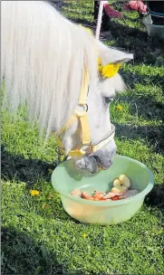  ??  ?? BARNENS VÄN. Pimu är en snäll ponny som uppskattas av de yngsta och mest oerfarna ryttarna.