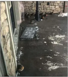  ??  ?? Fourteen robins huddled on a porch near Toltec Mounds State Park on Feb. 15 were dead the next day.