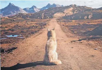  ?? FOTO: ANDREA DUBLASKI ?? Sehnsüchti­g blickt der grönländis­che Husky auf Andrea Dublaskis Fotografie in die Ferne.