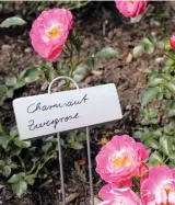  ??  ?? ‘Charmant’ blüht rosa mit gelblich-weißer Mitte.