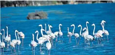  ??  ?? Hoffmann, sunset over the Camargue and flamingoes on the Coto Doñana – wetlands which he helped protect from developmen­t