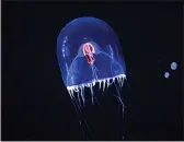  ?? DOUG DURAN — STAFF PHOTOGRAPH­ER ?? Left: A red paper lantern jellyfish swims in its tank at the Monterey Bay Aquarium's new “Into the Deep: Exploring Our Undiscover­ed Ocean” exhibit in Monterey. The exhibit, opening April 9, is the largest in North America focusing on deep-sea life. Top right: A mauve stinger. Lower right: A snow globe jellyfish.