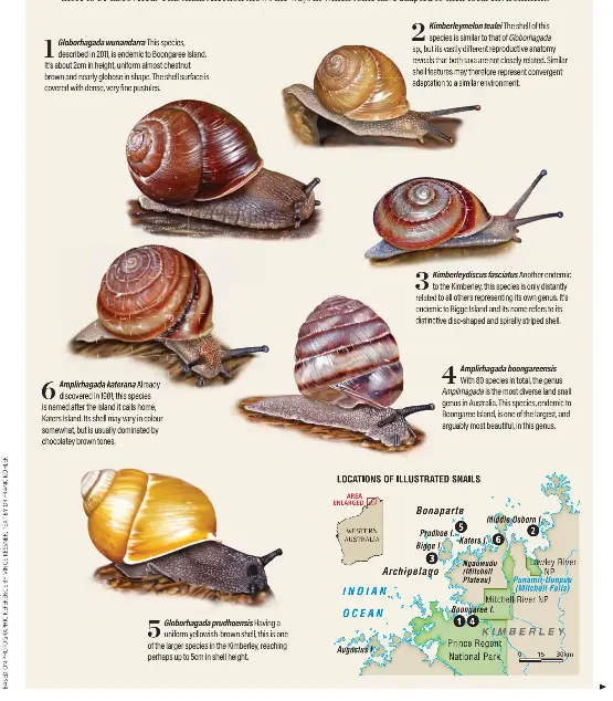 LAND SNAILS OF THE KIMBERLEY - PressReader