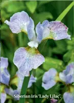  ??  ?? Siberian iris ‘Lady Lilac’.