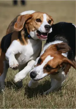  ??  ?? Beagles are high-energy dogs and require lots of workouts and playtime.