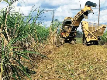  ??  ?? ARS scientists are finding uses for the solid plant waste that remains after sugarcane harvest and sugar extraction. (Photo by Isabel Lima)