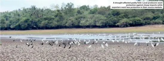  ??  ?? A drought-affected paddy field. Local producers want protection against cheap imports while exporters want less protection in their source markets.