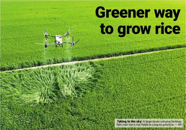  ?? ?? Taking to the sky: a large drone carrying fertiliser flies over Van’s rice fields in Long an province. — ap