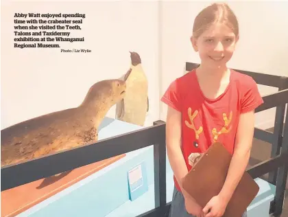  ?? Photo / Liz Wylie ?? Abby Watt enjoyed spending time with the crabeater seal when she visited the Teeth, Talons and Taxidermy exhibition at the Whanganui Regional Museum.