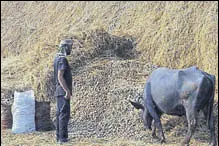  ?? PARDEEP PANDIT/HT ?? A buffalo rummaging through potatoes dumped by farmers at Jandhu Singha village near Jalandhar.