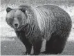  ?? ALEX P. TAYLOR, PARKS CANADA, VIA CP ?? Grizzly bear known as Bear 148