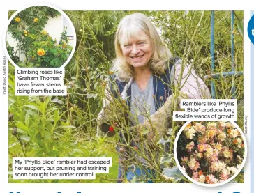  ??  ?? Climbing roses like ‘Graham Thomas’ have fewer stems rising from the base My ‘Phyllis Bide’ rambler had escaped her support, but pruning and training soon brought her under control Ramblers like ‘Phyllis Bide’ produce long flexible wands of growth