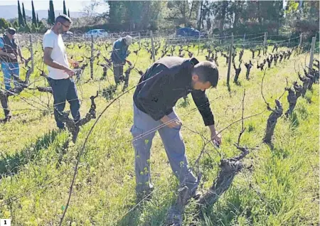  ?? REPORTAJE GRÁFICO: JAVIER FLORES ?? 1. Cuadrilla de la bodega Cortijo Los Aguilares. 2. La poda de respeto es una de las técnicas que se utilizan. 3. Es un trabajo que se realiza de forma manual.