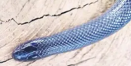  ?? ?? Apart from its dangerousl­y located fangs, the stiletto snake also has a sharp spine at the end of its tail that can inflict a painful stab