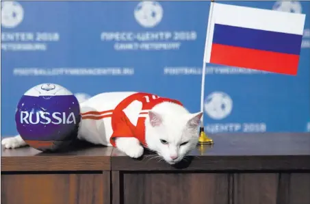  ?? Dmitri Lovetsky ?? The Associated Press Achilles the cat, one of the mice hunters at the State Hermitage Museum, lies on a table in St. Petersburg, Russia, on Wednesday after predicting the winner of the 2018 FIFA World Cup opening match between Russia and Saudi Arabia....