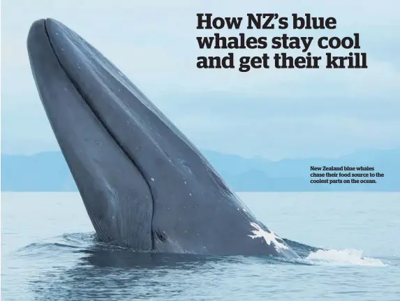  ??  ?? New Zealand blue whales chase their food source to the coolest parts on the ocean.