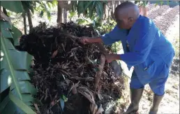 ??  ?? Themba Magubane pulls out alien plants in his Kwamashu garden.