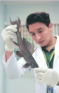  ??  ?? INVESTIGAC­IÓN. Los biólogos de la Unah-vs realizan estudios a uno de los ejemplares que fue encontrado en el Lago de Yojoa.