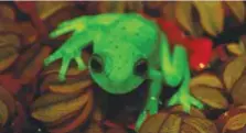  ??  ?? BUENOS AIRES: Handout photo released by CONICET and MACN researcher­s Carlos Taboada and Julian Faivovich in Buenos Aires of a fluorescen­t polka-dot tree frog (Hypsiboas punctatus) that lives in South America.—AFP