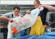  ?? TORU YAMANAKA / AGENCE FRANCE-PRESSE ?? Breeder Mikinori Kurihara (left) and Yasuyuki Tanaka transport a customer’s koi carp to a water tank on their truck in Kuki, Saitama prefecture, on Nov 30.