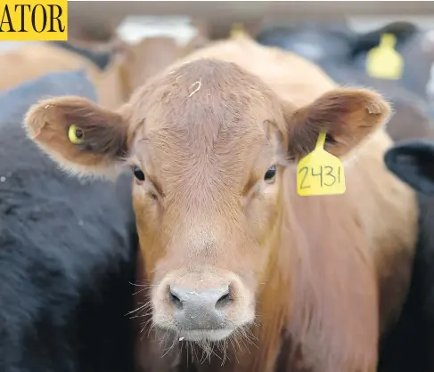  ?? JIM WELLS / POSTMEDIA NEWS FILES ?? Part of the recent decline in Canadian cattle numbers has been due to drought in the Prairies reducing the output of grazing land.