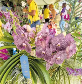  ?? ?? First place Vanda on display at the 2023 show