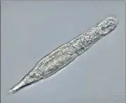  ?? AFP ?? Scientists helped this microscopi­c animal, named ‘bdelloid rotifer’, come back to life after it spent nearly 24,000 years in a frozen state in Siberia’s permafrost.