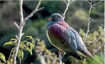  ?? TONY STODDARD ?? Kereru¯ are quite distinctiv­e looking birds.