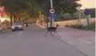  ?? FOTO RR ?? Een hert steekt de straat over