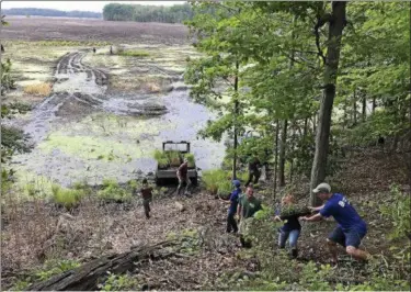  ?? COURTESY OF THE CLEVELAND MUSEUM OF NATURAL HISTORY ?? Volunteers planted more than 11,000 plants within the Mentor Marsh June 13.