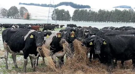  ?? JOHN BISSET ?? Cows being fed after a dump of snow in South Canterbury.