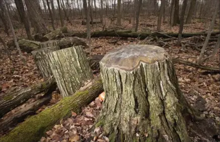  ?? PETER LEE, RECORD STAFF ?? Stumps remain after trees were cut down along the Doreen Thomas Trail, which skirts the Laurel Creek reservoir in Waterloo. Beetle infestatio­ns will mean many more trees will be coming down in the years to come.