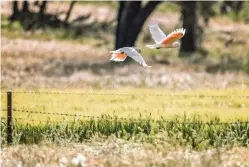  ??  ?? Although Major Mitchell’s cockatoos are coloured mostly white, the pretty plumage beneath their wings means they’re easy to identify in flight by distinctiv­e salmon-coloured tones.