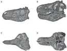  ?? PROVIDED BY THE UNIVERSITY OF BATH ?? Authors of a new study published Wednesday in the journal Fossil Studies claim the fossils thought to be a juvenile T-Rex belong to a species known as a Nanotyrann­us lancensis, shown as bones on the left in the comparison image.
