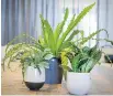  ?? P H O T O S : J O H N
MA H O N E Y ?? Large- leaf ferns can take dry indoor conditions and the reduced light of our winter days.