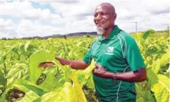  ??  ?? Music legend Nicholas ‘Madzibaba’ Zakaria shows off some of his tobacco crop in Mazowe recently