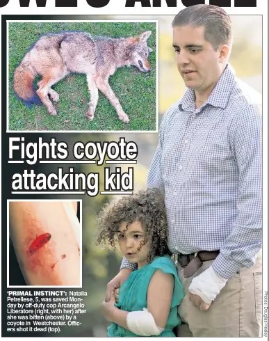  ??  ?? ‘PRIMAL INSTINCT’ Natalia Petrellese, 5, was saved Monday by off-duty cop Arcangelo Liberatore (right, with her) after she was bitten (above) by a coyote in Westcheste­r. Officers shot it dead (top).