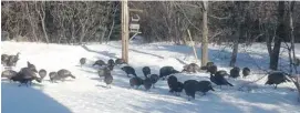  ?? JOAN ARMSTRONG PHOTO ?? A flock of turkeys gathers near Carp.