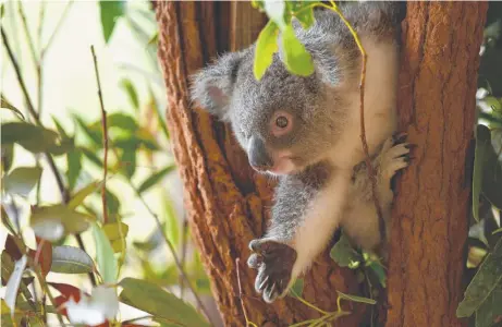  ?? Pictures: Mark Furler ?? CUTE FACTOR: A visit to Australia Zoo with Nikon’s D850 camera delivered some beautiful wildlife shots along with nice stable video.