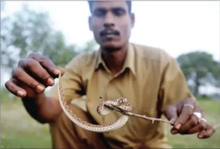  ?? ARUN SANKAR/AFP ?? Indian snake-catcher Kali holds a saw-scaled viper on a stick, caught in the paddy fields during scouting in the early hours of the morning at Vadanemmel­i village, on the outskirts of Chennai, on November 11.