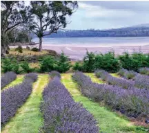  ??  ?? Clockwise: Three Capes Track © Tasmania Parks and Wildlife; Port Arthur Historic Site © Aleney de Winter; Tasman Peninsula lavender © Aleney de Winter