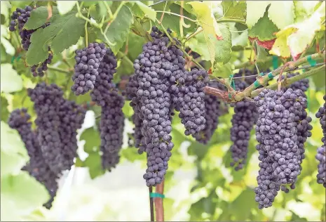  ?? / R. Steven Eckhoff ?? Beautiful red grapes are ripe for the picking at the Newby Farm and Vineyard in West Rome. Last week Billy Newby harvested 3½ tons of grapes, and he says he’s expecting to pick the same amount again in the next week or so.