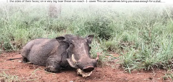 Featured image of post Recipe of Vlakvark Warthog Shot Placement