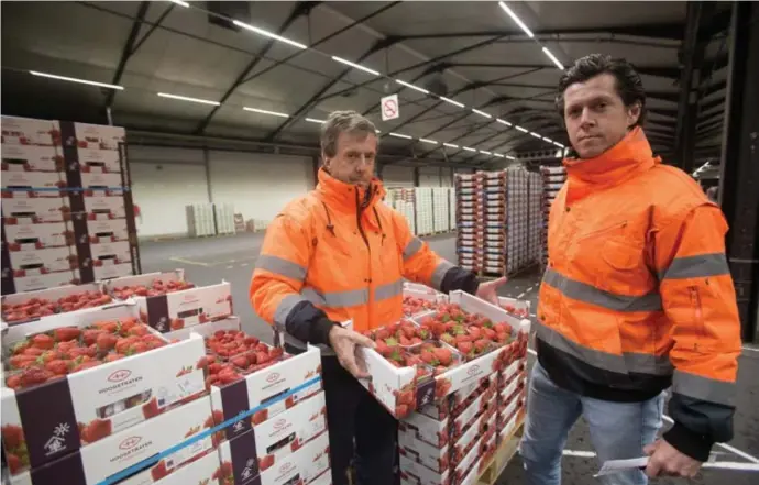  ?? FOTO: KAREL HEMERIJCKX ?? Vader en zoon Claessens uit Genk zijn de grootste exporteurs van Belgische aardbeien. “Elke dag gaan we voor de veiling start de aardbeien zelf nog inspectere­n.”