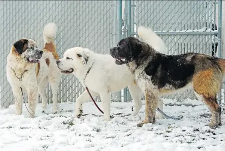  ?? LARRY WONG ?? Three adult St. Bernard dogs have found their forever home with a Calgary family that has previously adopted numerous pets.