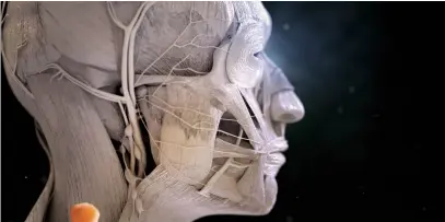  ??  ?? The core production phase at Madmicrobe involves a rough cut for timing, a second pass with textures and lighting, before the third pass with any revisions
Below: A 3D model showing the complex muscular structure and layout of the human head