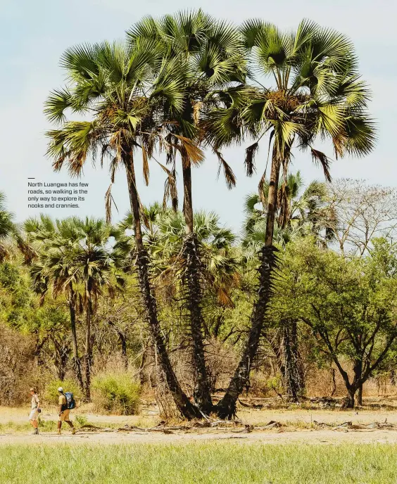  ??  ?? North Luangwa has few roads, so walking is the only way to explore its nooks and crannies.